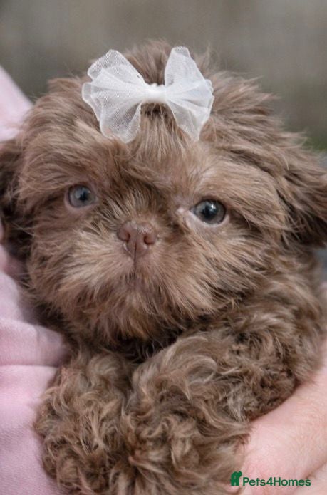 Shih Tzu dogs Ready HEALTH TESTED KC Female 💜 - Advert 16