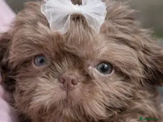 Shih Tzu dogs Ready HEALTH TESTED KC Female 💜 - Advert 17