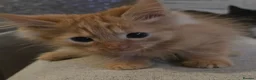 Mixed Breed cats for sale: 5 Adorable Kittens Ready To Go in A Few Days - Advert 4