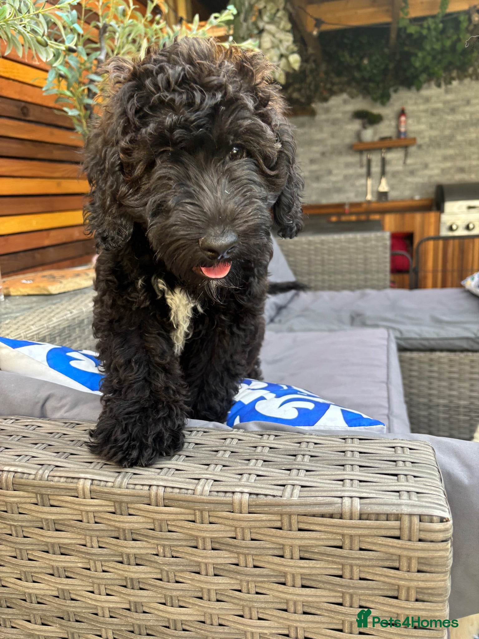 Goldendoodle dogs 🐾 1 gorgeous godlendoodle Puppy reduced price  🤍 - Advert 1