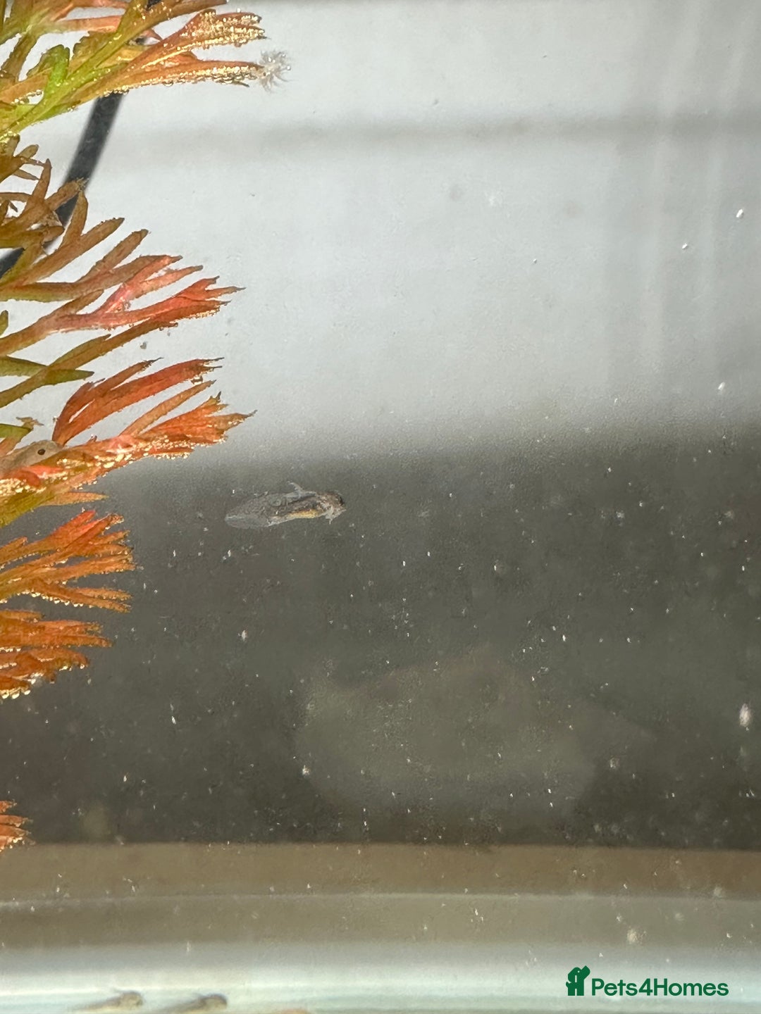 Axolotl reptiles for sale: Axolotl Copper and Wild Type - Advert 3