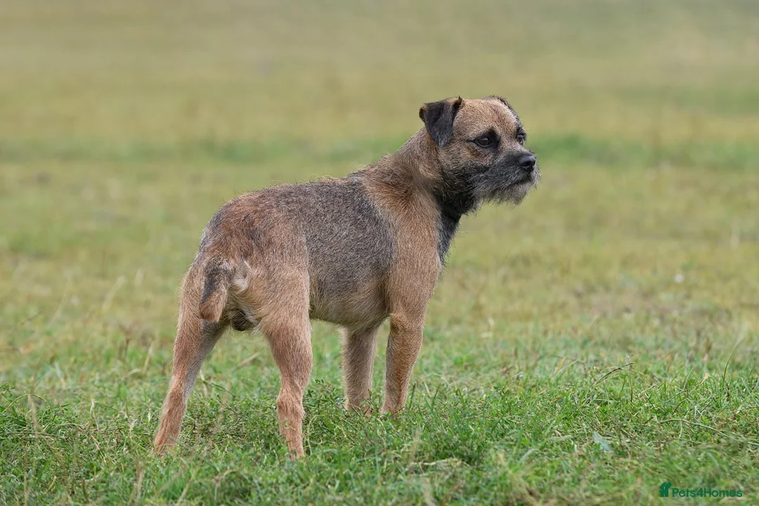 Border Terrier dogs for stud: K.c reg, Red Grizzle Border Terrier STUD ONLY in Uckfield - Advert 3