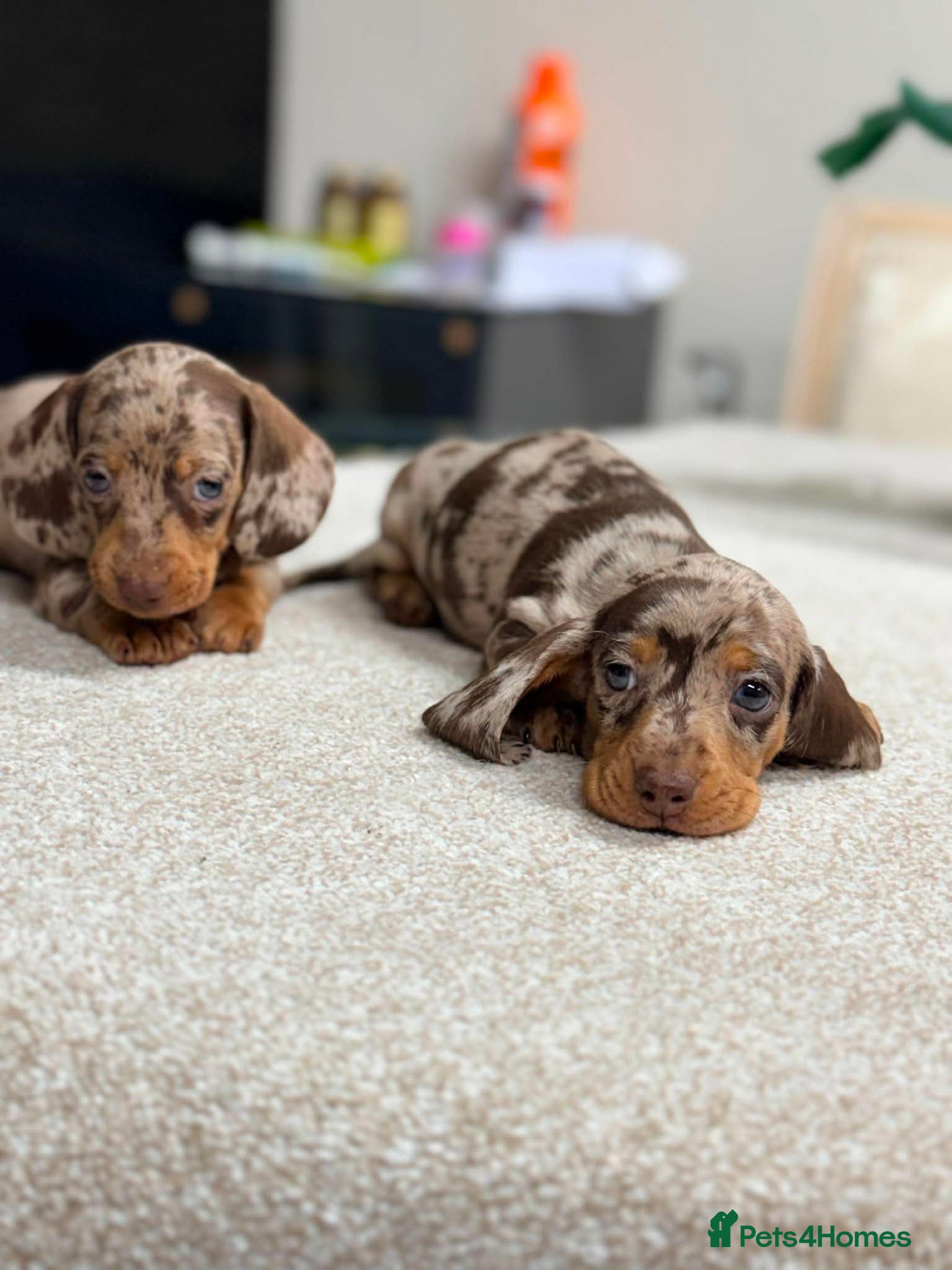 Miniature Dachshund dogs ✨️super Mini Dachshund Puppies Dapple & Chocolate - Advert 11