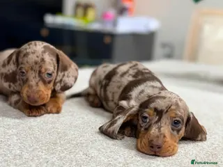 Miniature Dachshund dogs ✨️super Mini Dachshund Puppies Dapple & Chocolate - Advert 11