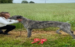 Mixed Breed dogs for sale: Deerhound greyhound collie puppies  - Image 16