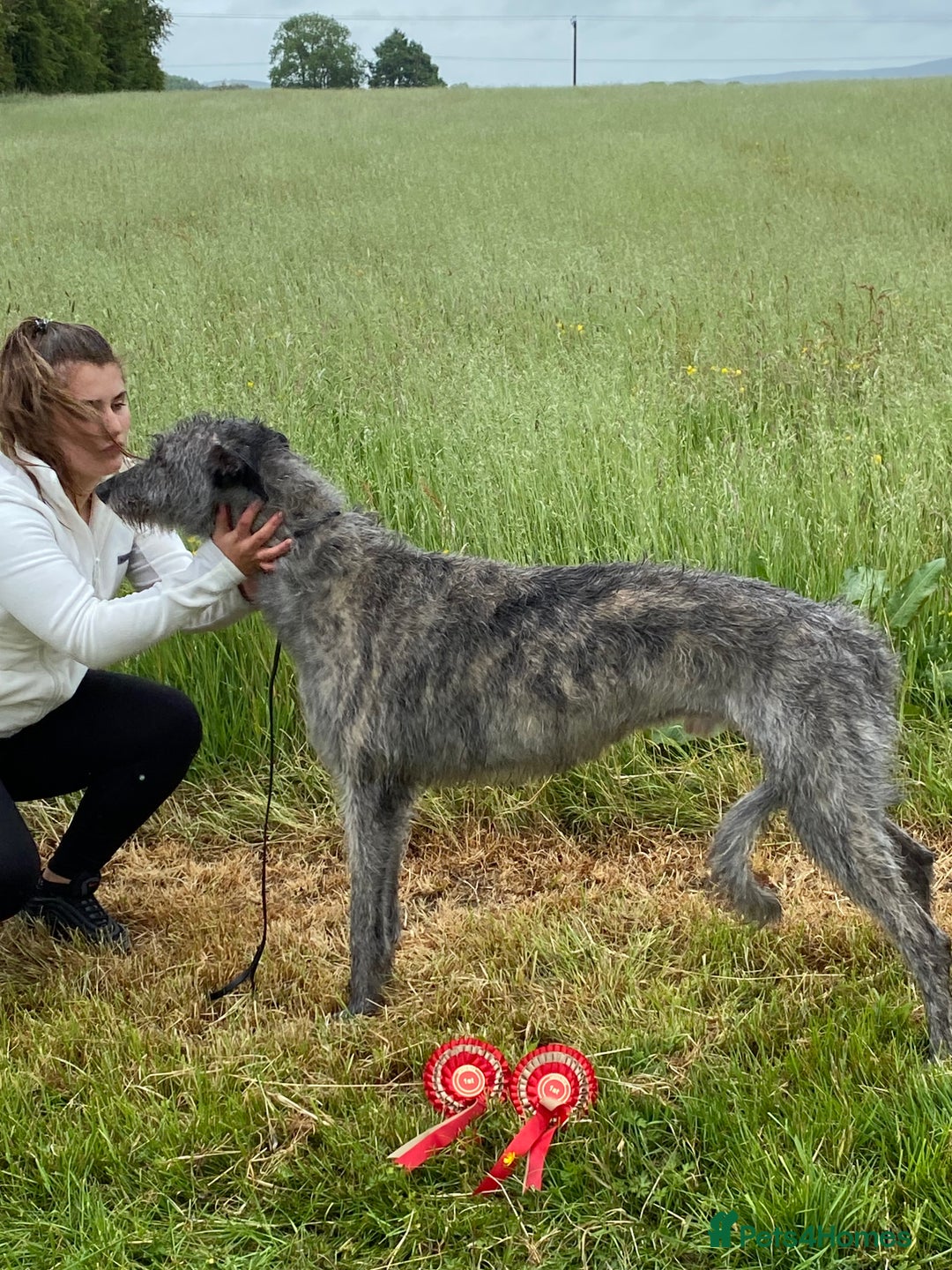 Mixed Breed dogs for sale: Deerhound greyhound collie puppies  - Image 16
