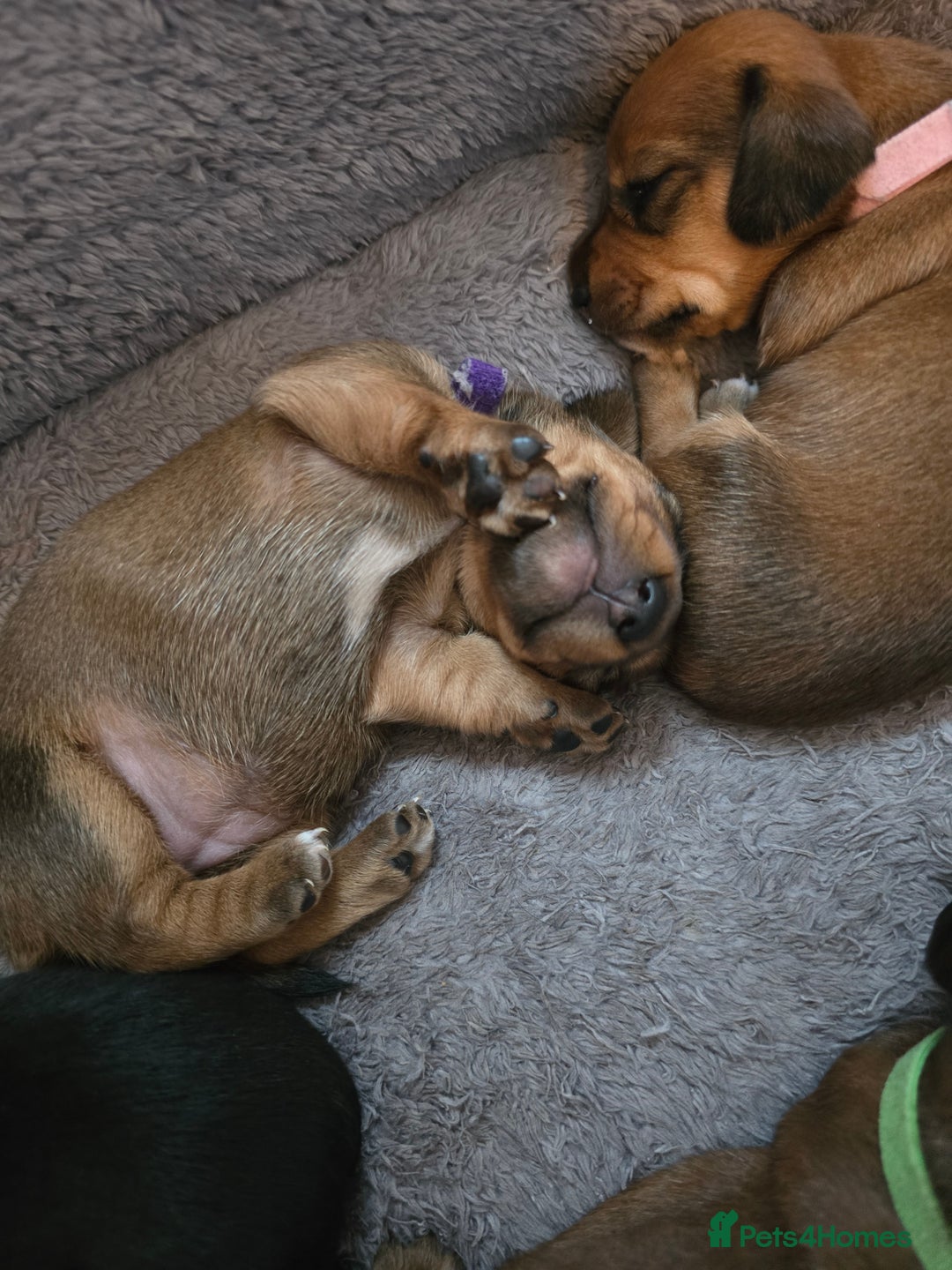Miniature Dachshund dogs for sale: Miniature Dachshunds Seeking Forever Homes - Image 2