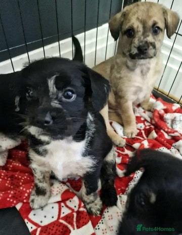 Mixed Breed dogs Frenchi /Mini Poodle Puppies First Gen ❤️ - Advert 11
