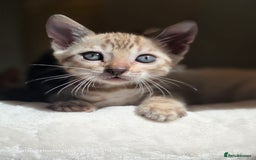 Bengal cats for sale: Gorgeous Pedigree Bengal Kittens  - Image 12