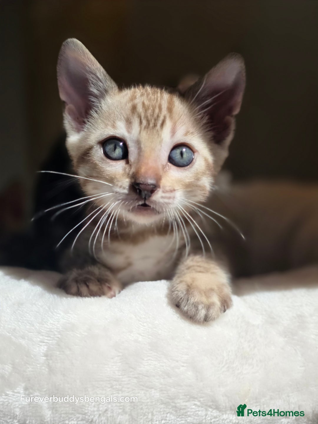 Bengal cats for sale: Gorgeous Pedigree Bengal Kittens  - Image 12