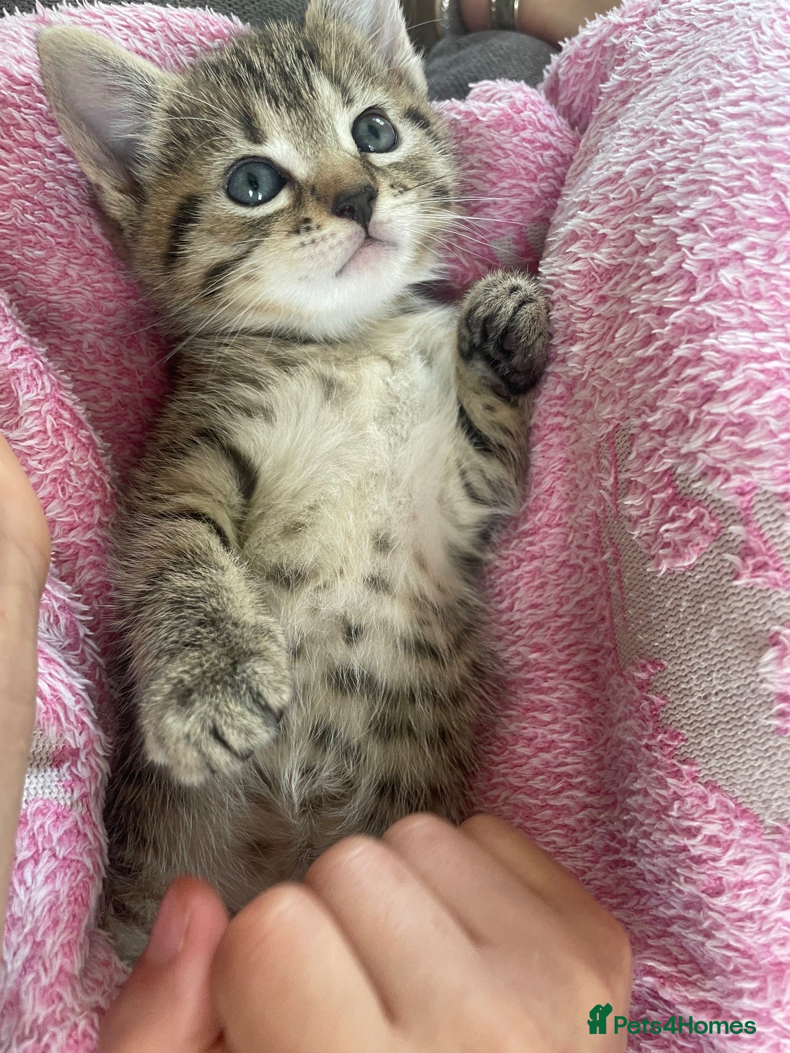 Mixed Breed cats Five beautiful kitten 3 girls 2 boys - Advert 14