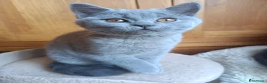 British Shorthair 2
