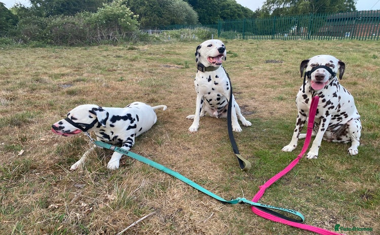 Dalmatian dogs - Advert 1
