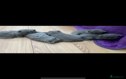 British Shorthair cats for sale: 5 playful blue British short hair kittens  - Image 12