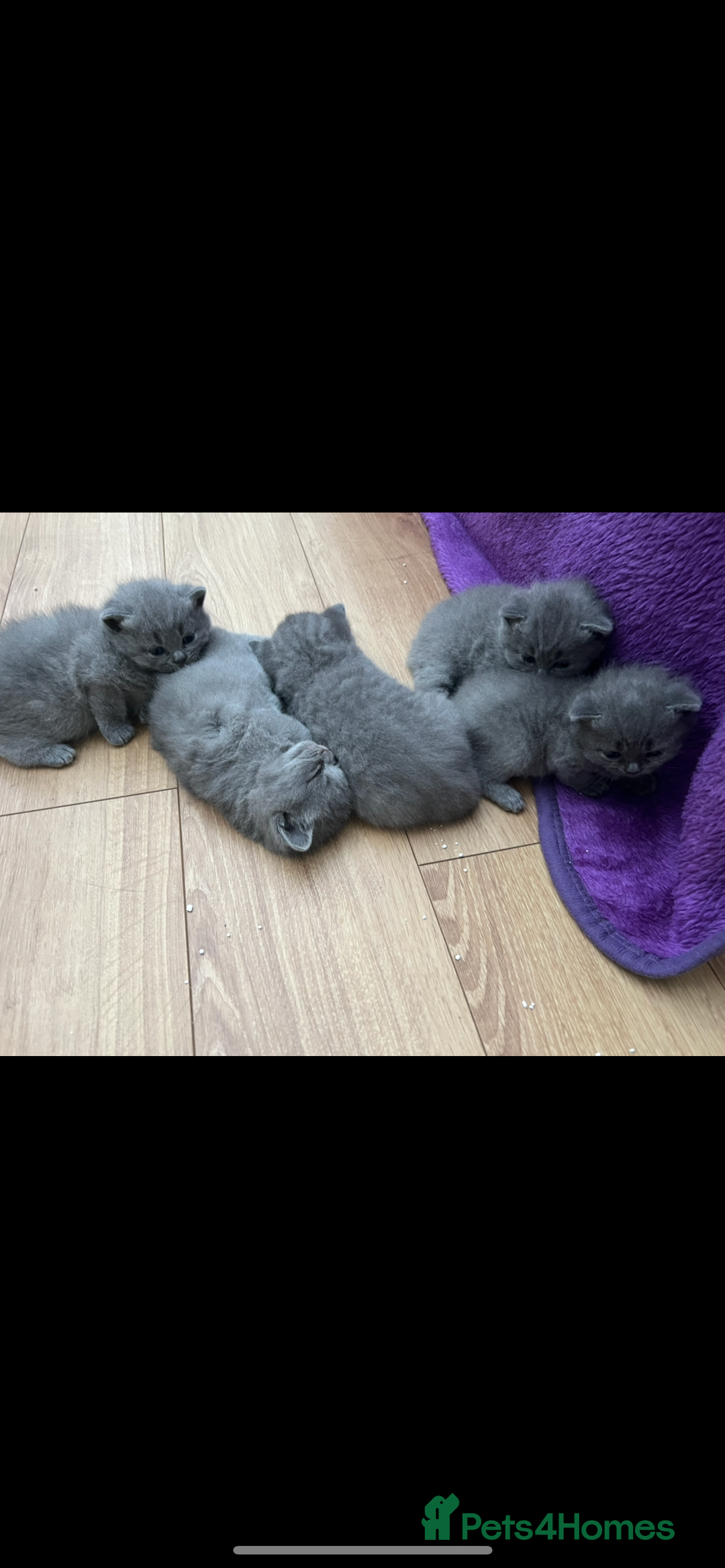 British Shorthair cats for sale: 5 playful blue British short hair kittens  - Image 12
