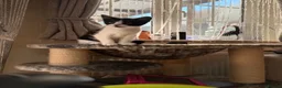 Mixed Breed cats for sale: Little princess — waiting for her special person!  - Advert 1