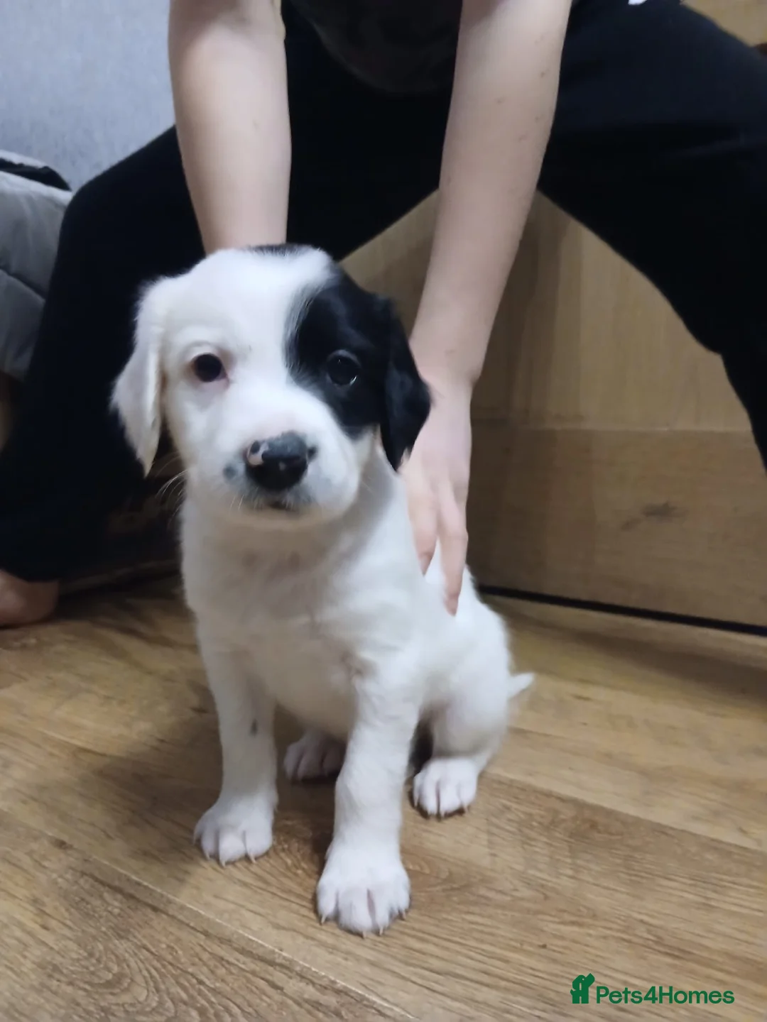 Mixed Breed dogs for sale: Beautiful Collie x Sprocker Puppies - Advert 14