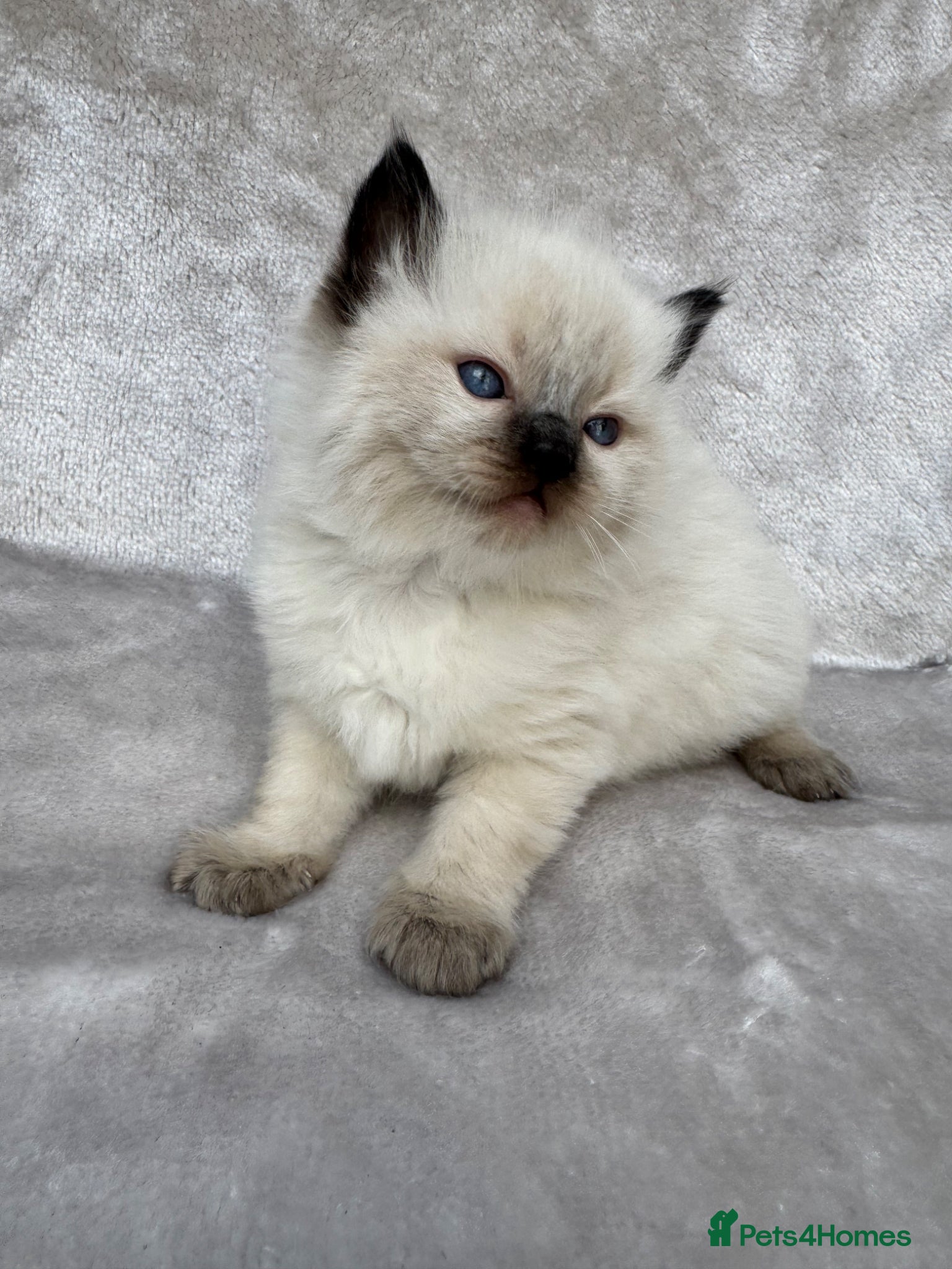 Ragdoll cats 🏆gccf male ragdoll kitten - Grch mother 🥇🐾 - Advert 1