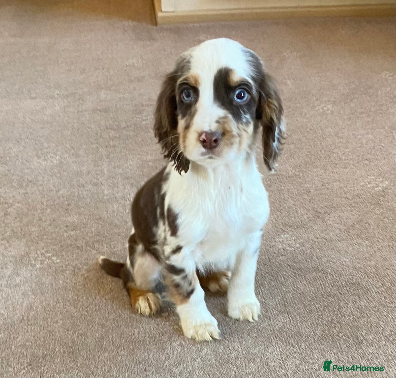 Cocker Spaniel dogs Beautiful letter of working Cocker spaniel’s - Advert 10