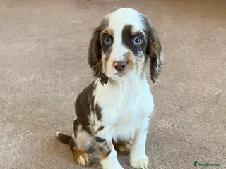 Cocker Spaniel dogs Beautiful letter of working Cocker spaniel’s - Advert 10