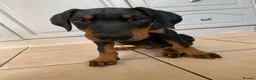 Dobermann dogs for sale: REDUCED TO £1200 1 boy left! 9 Doberman Puppies - Advert 4