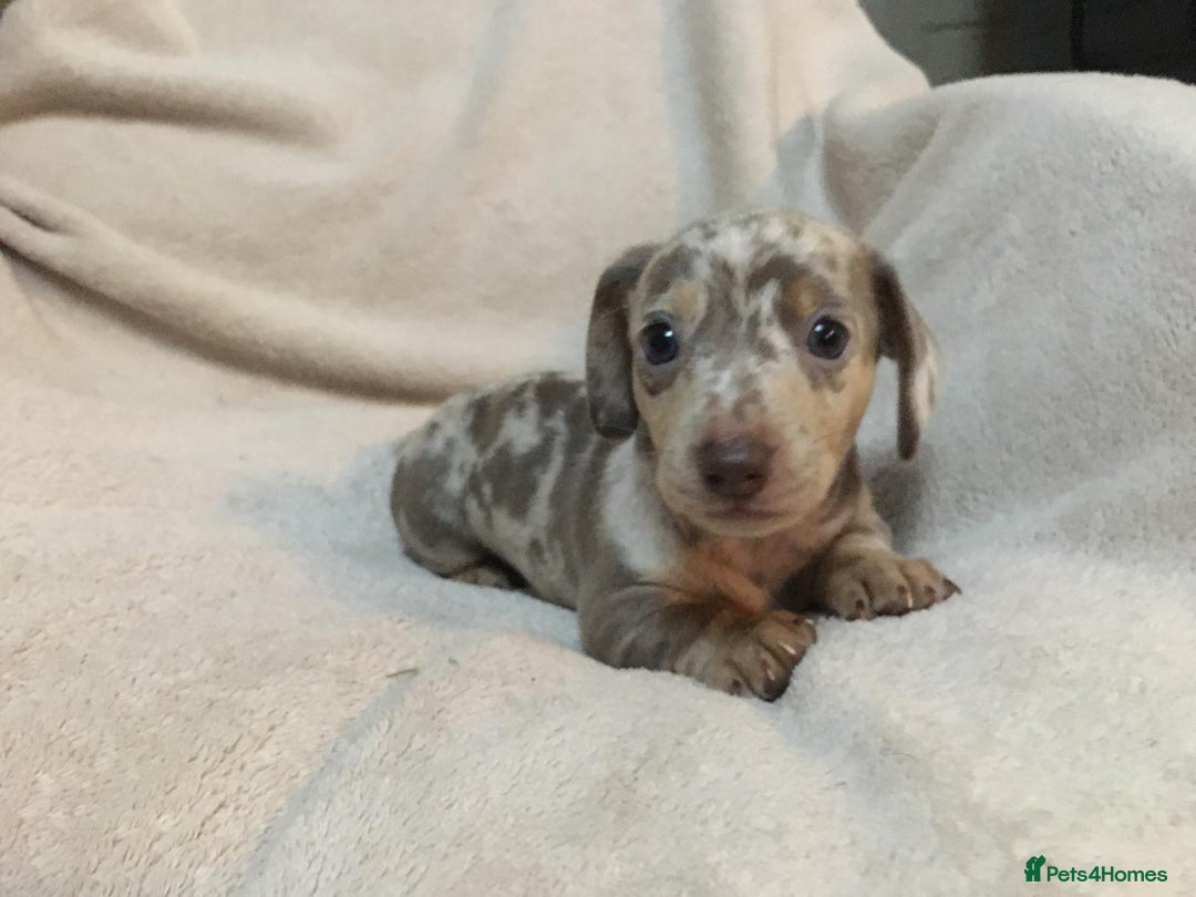 Miniature Dachshund dogs for sale: Miniature Dachshund Dapple Puppies  - Advert 1