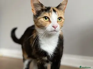 Mixed Breed cats Beautiful kittens 🐾 - Advert 3