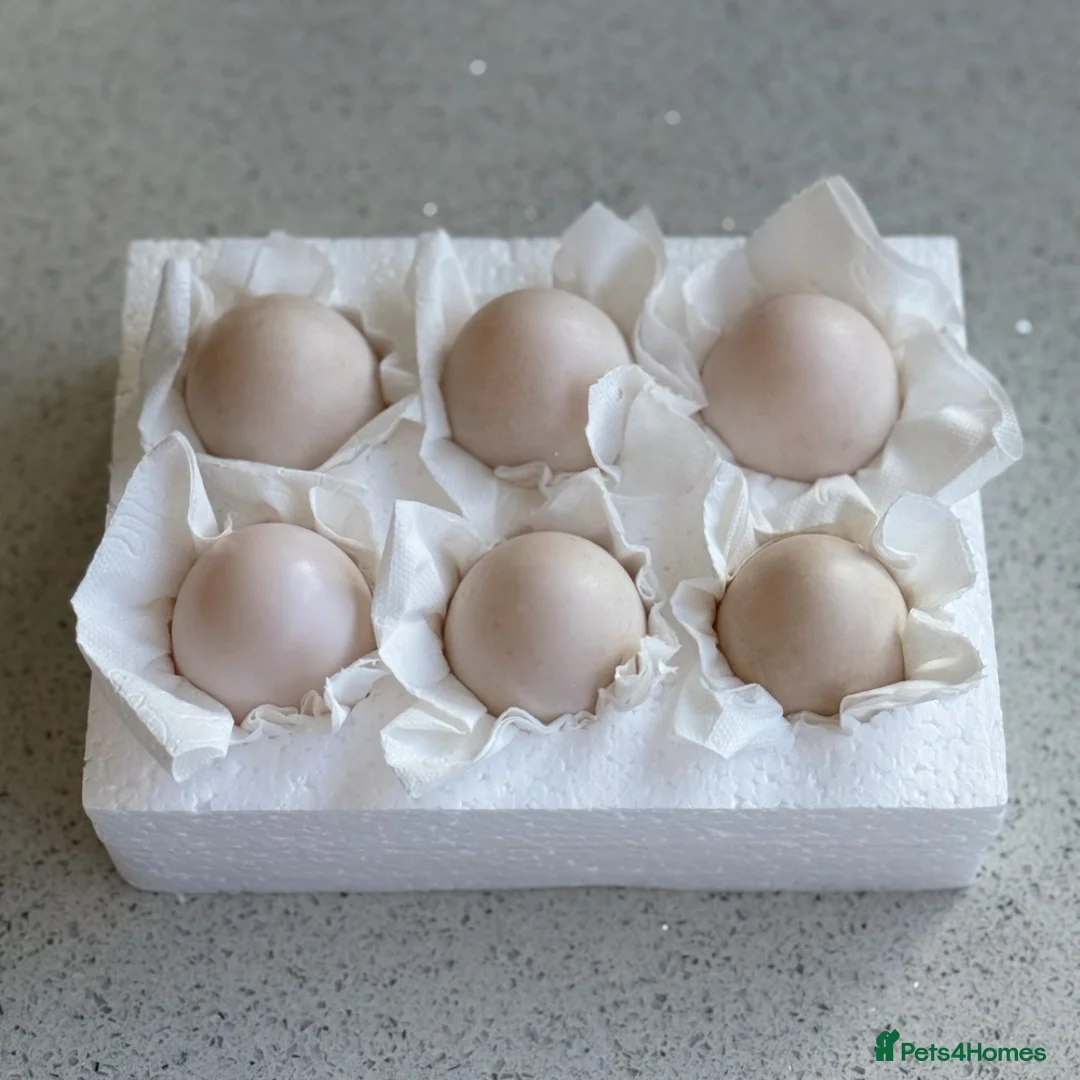 Ducks poultry for sale: 6 Welsh Harlequin Hatching Eggs *RARE* Pure Breed - Advert 2