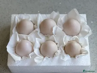 Ducks poultry 6 Welsh Harlequin Hatching Eggs *RARE* Pure Breed - Advert 3