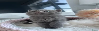 British Shorthair 4