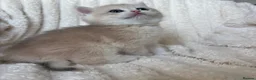 British Shorthair cats for sale: 🧡Exceptional golden British shorthairs 🧡 - Advert 11