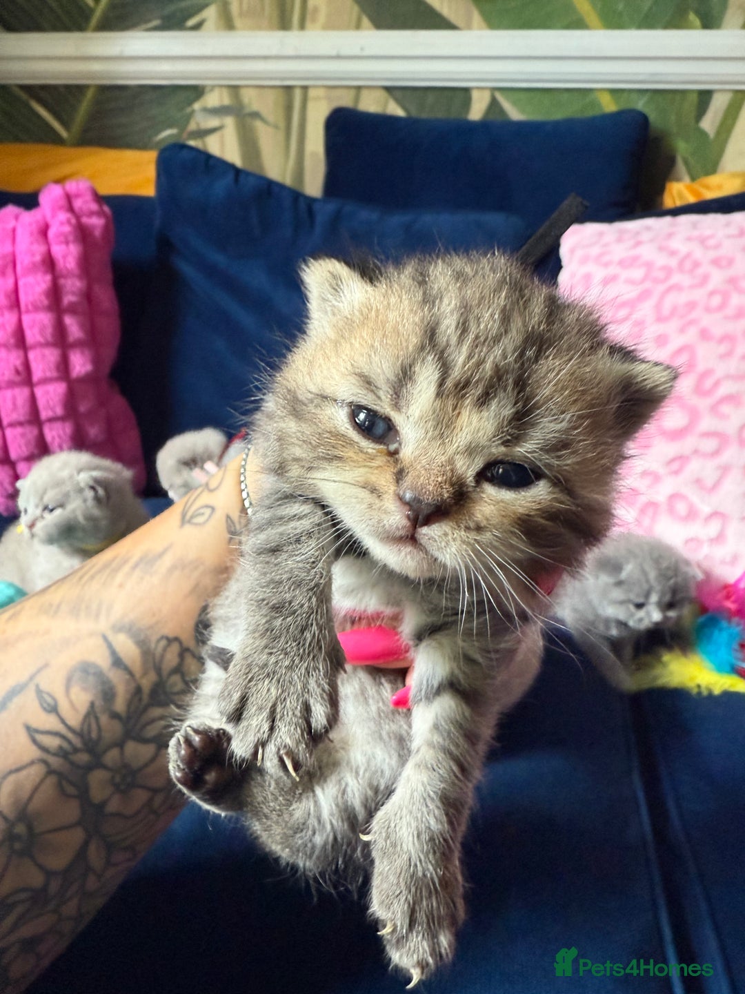 British Shorthair cats for sale: British Shorthair Champion Line kittens 🏆🥇😻 - Image 14