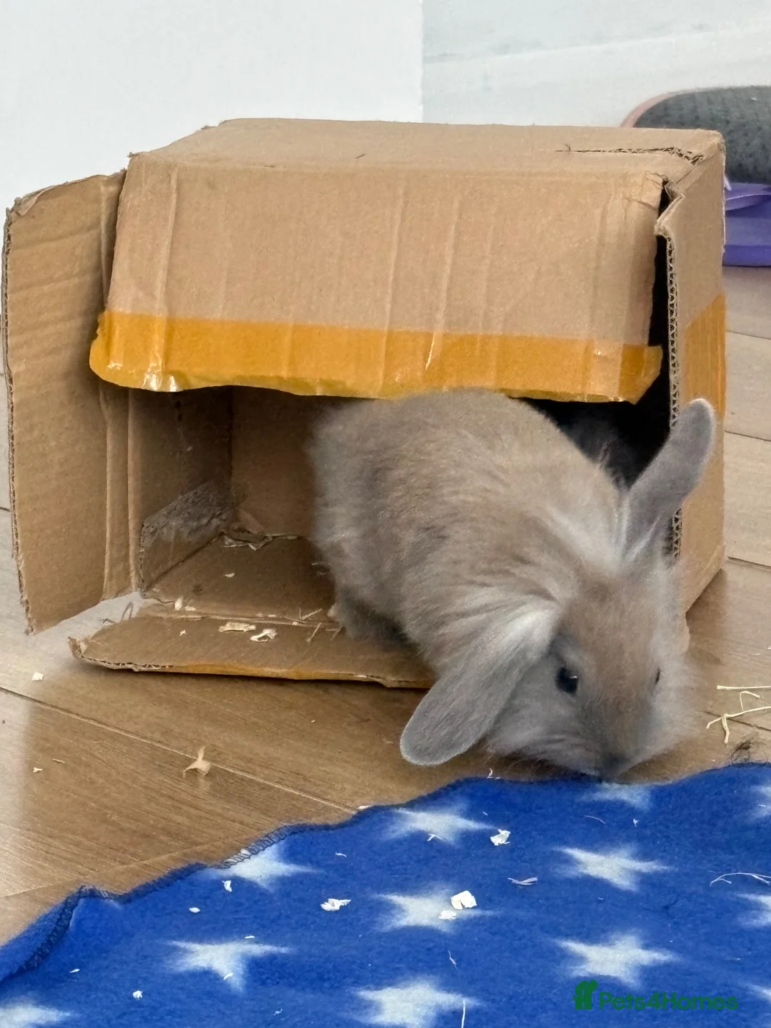 Mixed Breed rabbits for sale: Cute bunny’s for £65 each including essentials. in London - Advert 4