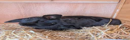 Mixed Breed rabbits for sale: 2 x male bonded rex x lop rabbits with hutch  - Advert 5