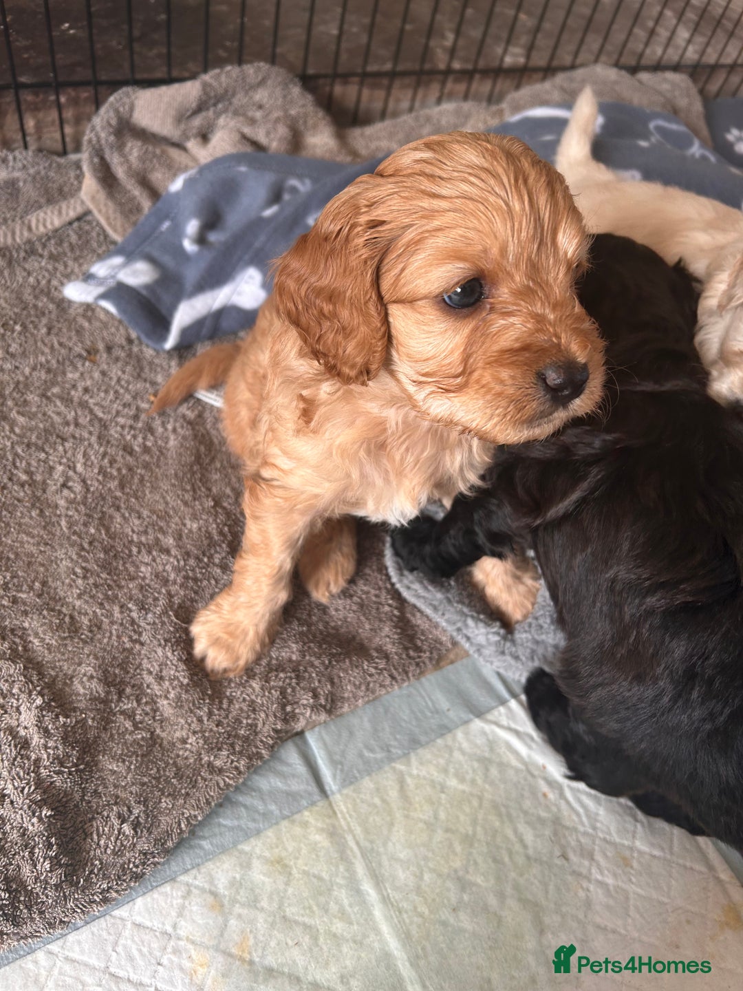 Cavapoochon dogs for sale: Cavapoochon 1 boy 1 girl left - Advert 8
