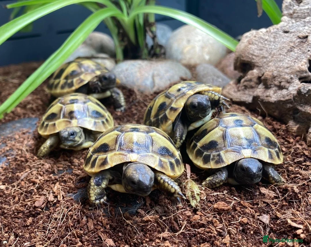 Tortoise reptiles for sale: Hermanns Tortoise Hatchlings - Advert 2
