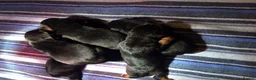 Rottweiler dogs for stud: **** FAUSTINIS TK,S QUANTOM OF SOLICE **** in Preston - Advert 7