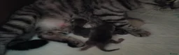 British Shorthair cats for sale: Sweet kitten  - Advert 3