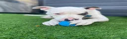 Mixed Breed dogs for sale: 8 month American bulldog x staffy  - Advert 1