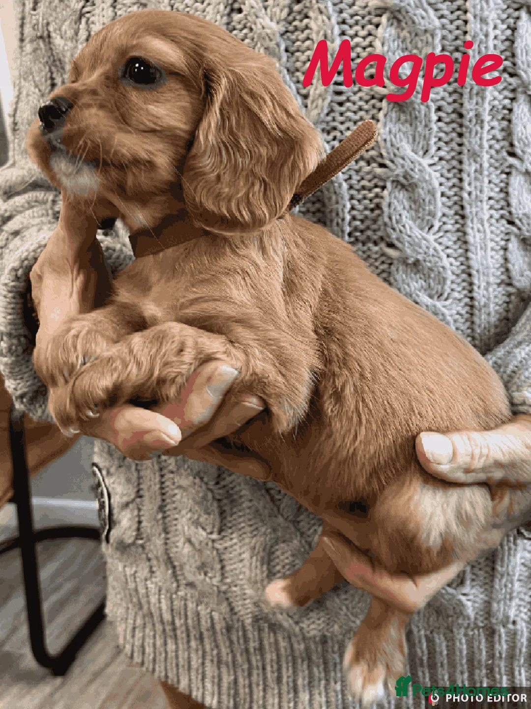 Cockalier dogs for sale: Adorable Cockalier Puppies - Advert 29