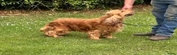 Cocker Spaniel dogs for sale: Beautiful cocker spaniel pups - Advert 16