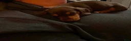 Dachshund dogs for sale: Adorable dachshund puppies in Paisley - Advert 7