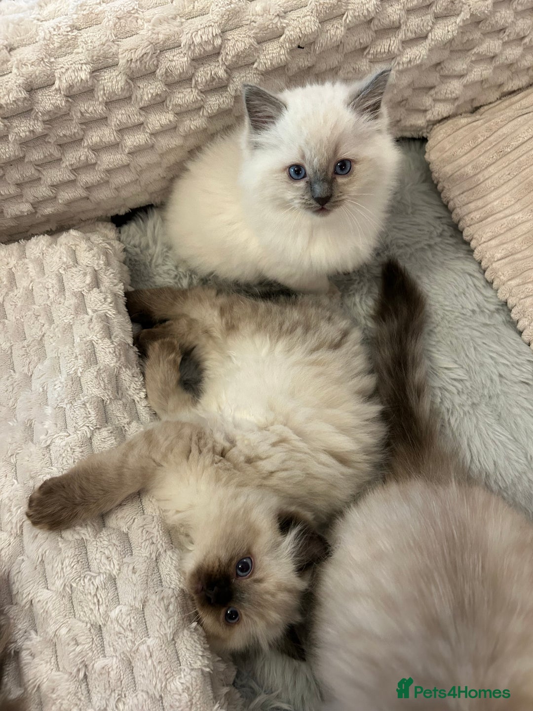 Ragdoll cats for sale: Ragdoll &Cherubim Kittens TICA Seal Blue - Advert 11
