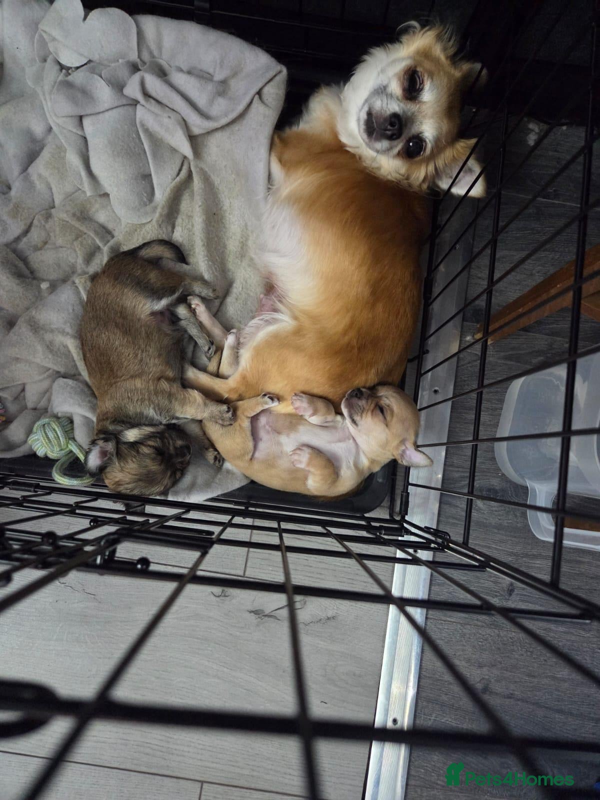 Chihuahua dogs for sale: Stunning male Chihuahua  - Advert 5