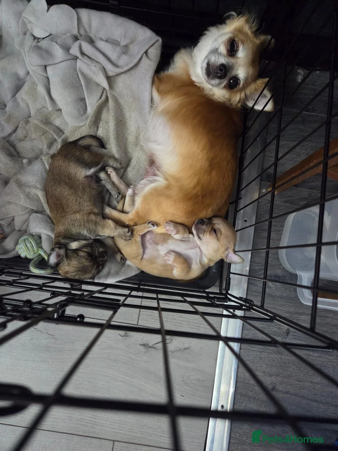 Chihuahua dogs for sale: Stunning male Chihuahua  in Pontypool - Advert 1
