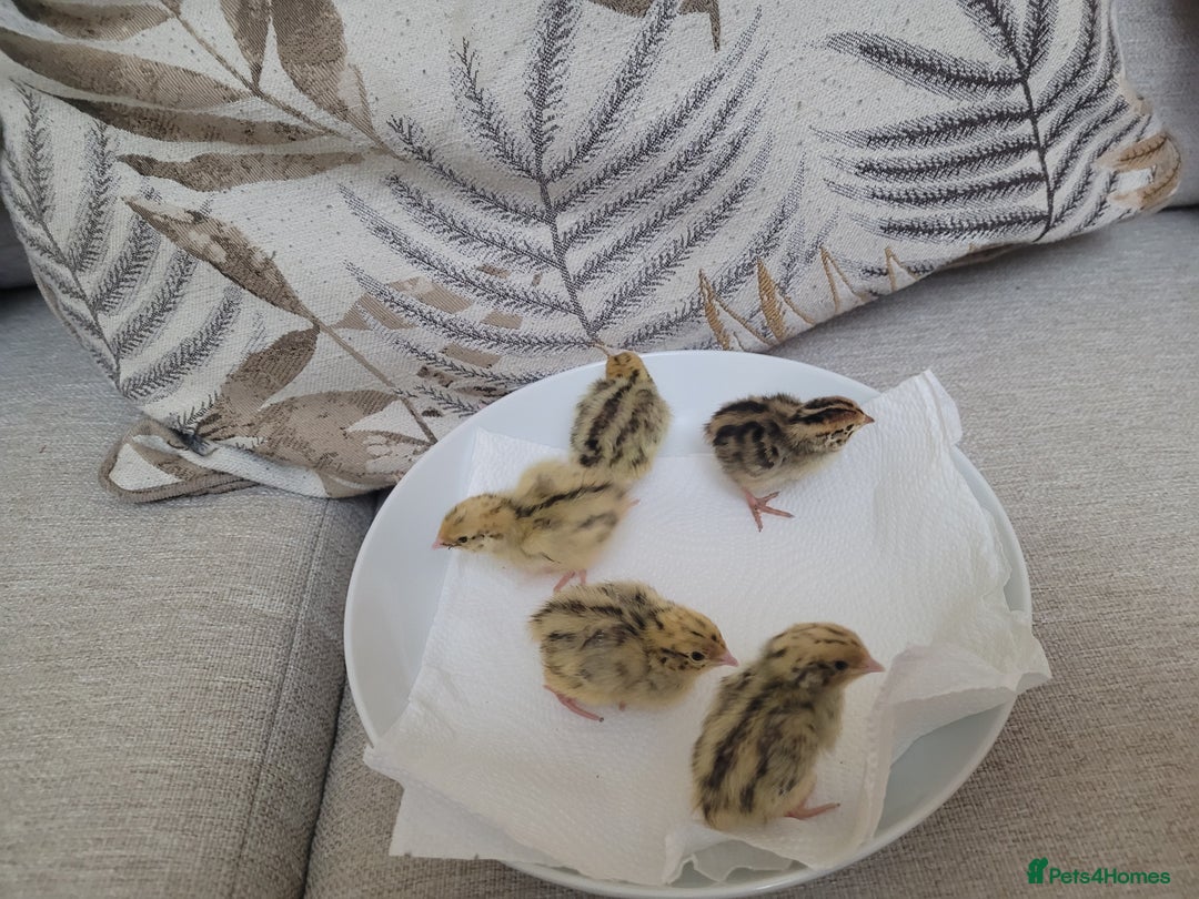 Quail poultry for sale: Quail chicks - Advert 4