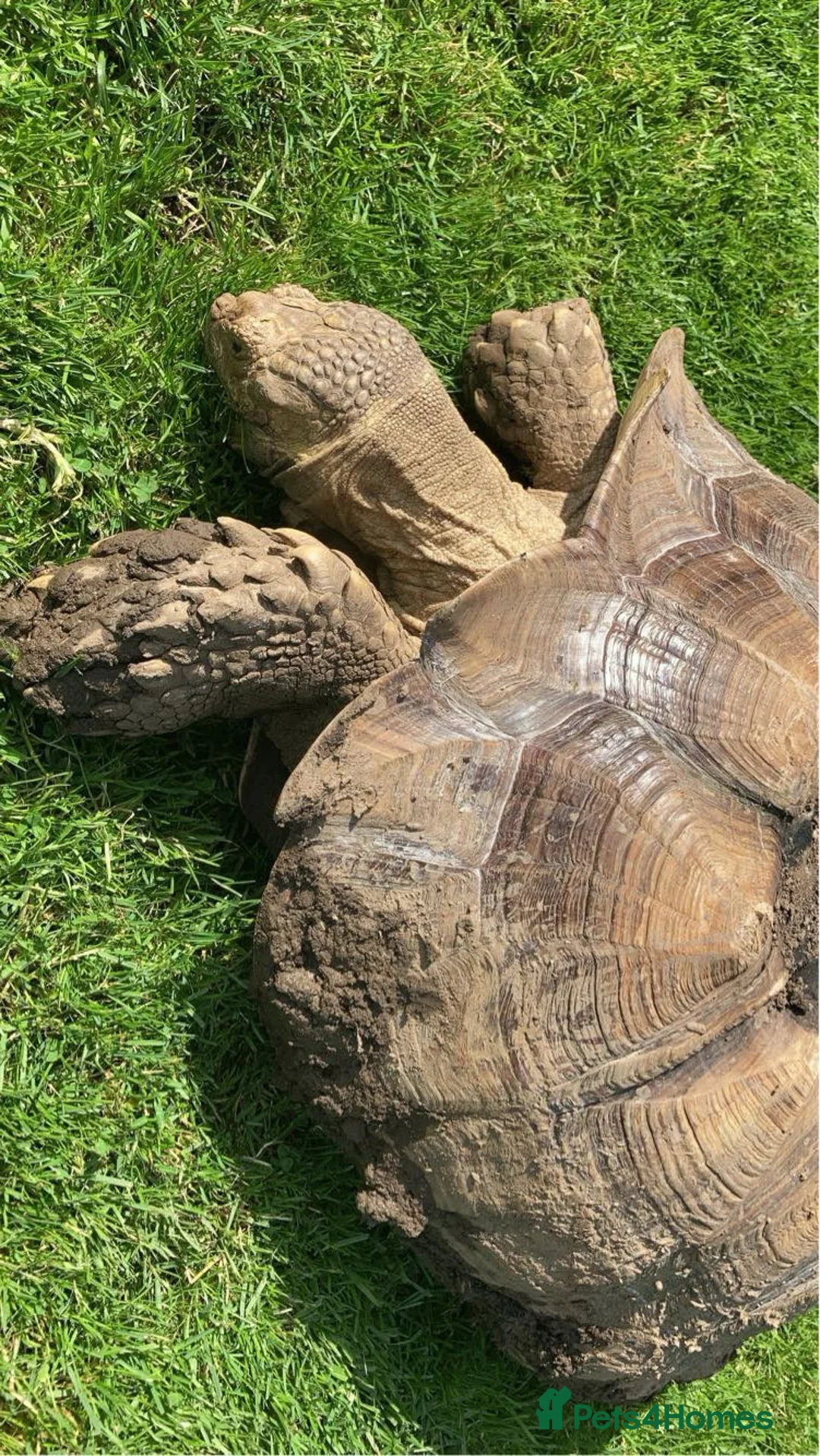 Tortoise reptiles for sale: Sulcata tortoise 19 years old  in Harrogate - Advert 2