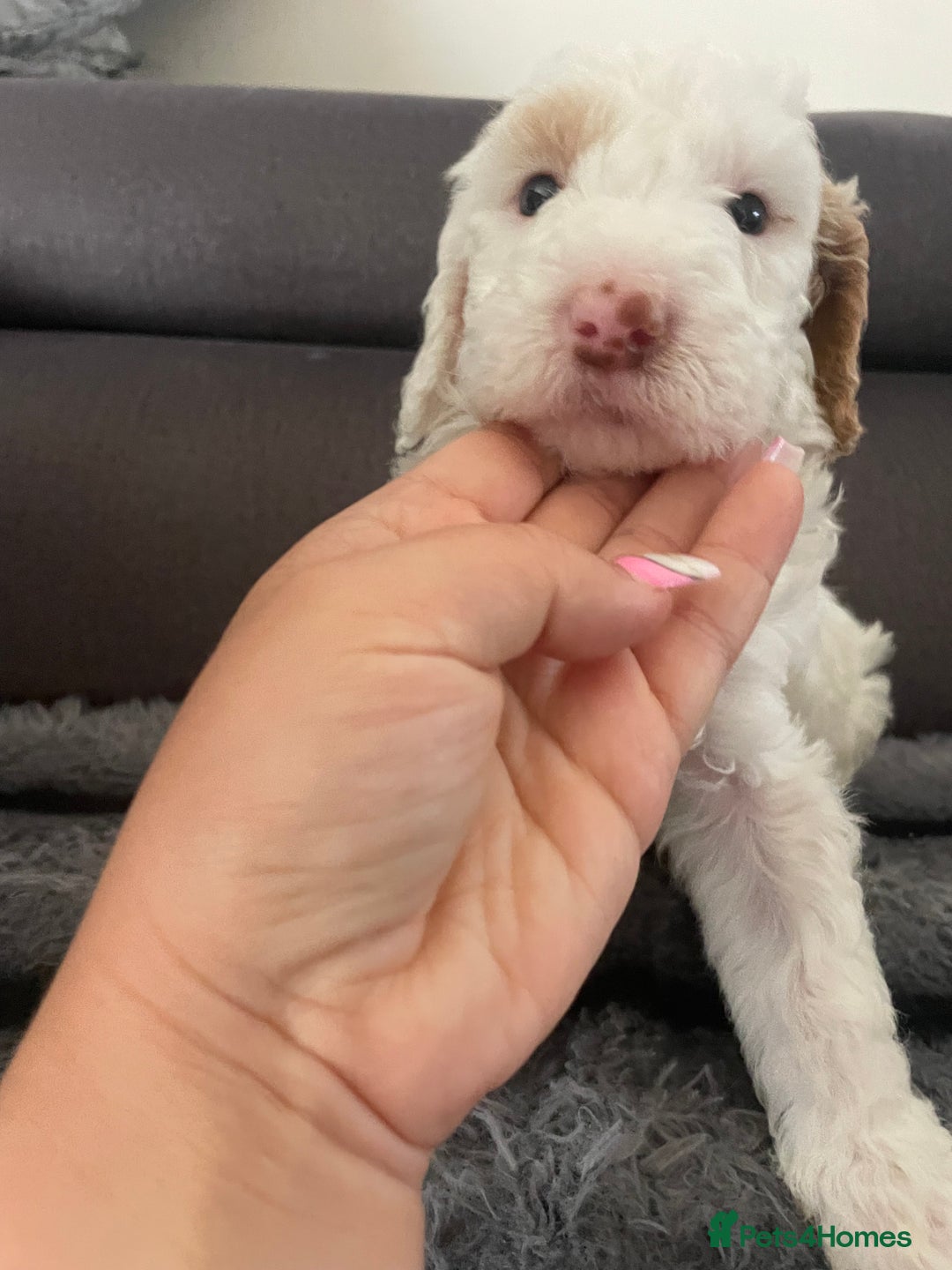 Australian Labradoodle dogs for sale: Australian Labradoodle Puppies – Ready Now🐶 - Image 28