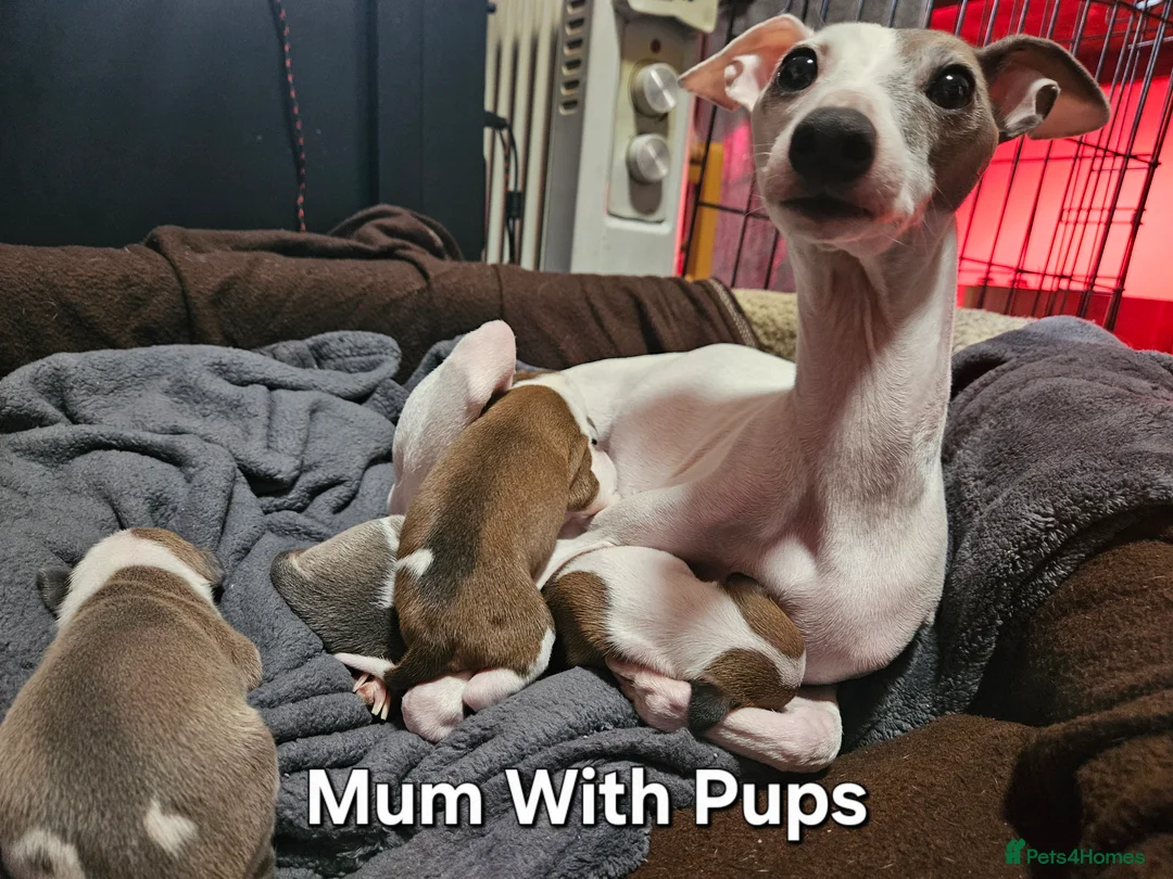 Italian Greyhound dogs for sale: Beautiful Italian Greyhound Puppies KC Registered - Advert 2