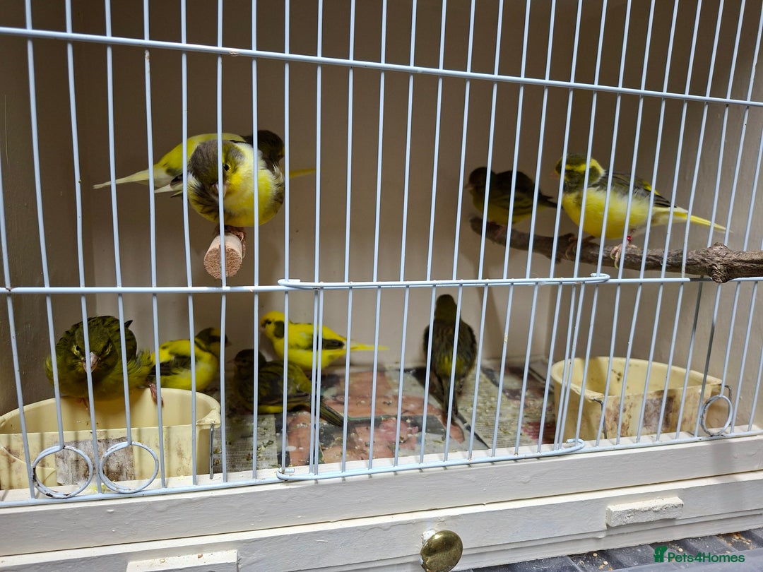 Canaries birds for sale: Fife canaries - Advert 1